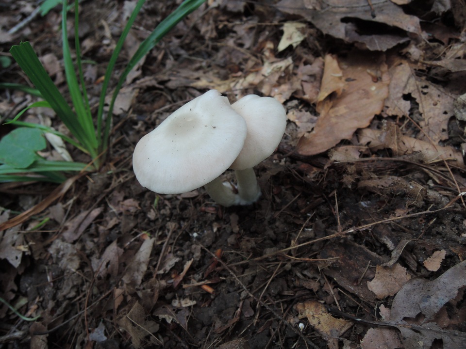 Entoloma flavifolium image