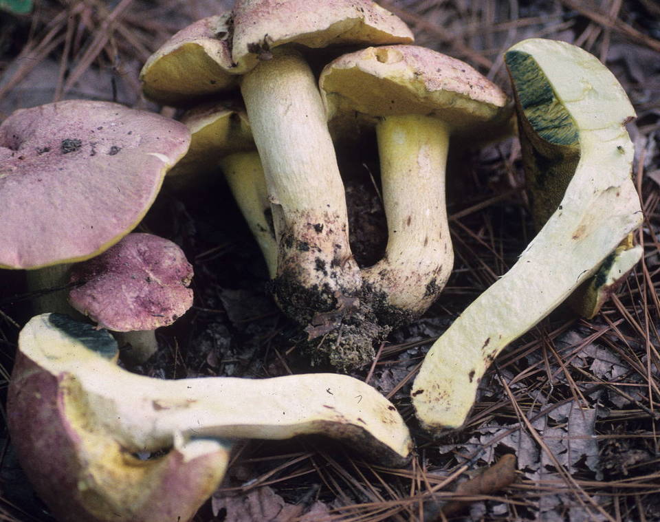 Boletus pseudoregius image