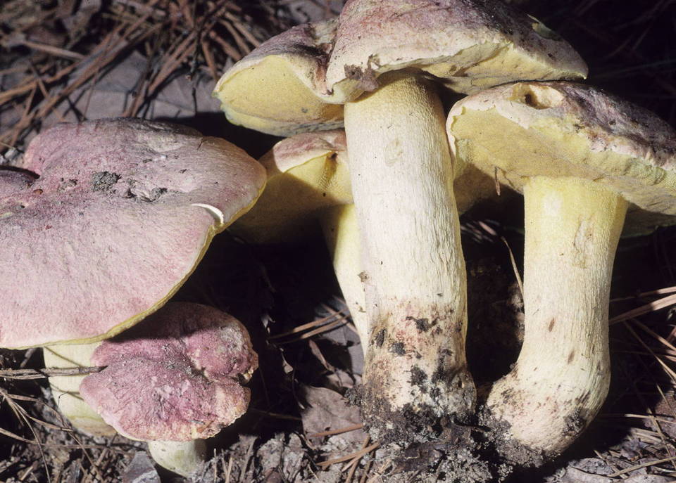 Boletus pseudoregius image