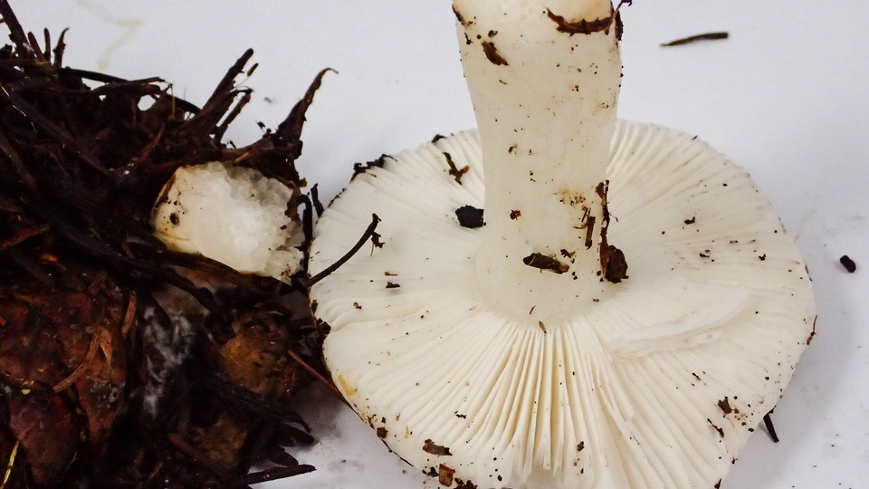 Russula abietina image