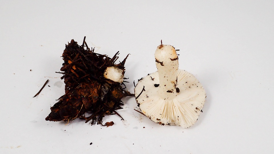 Russula abietina image
