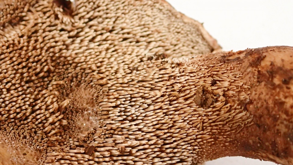 Sarcodon rimosus image
