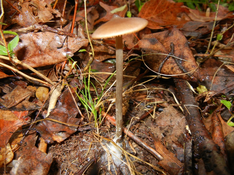 Entoloma hebes image