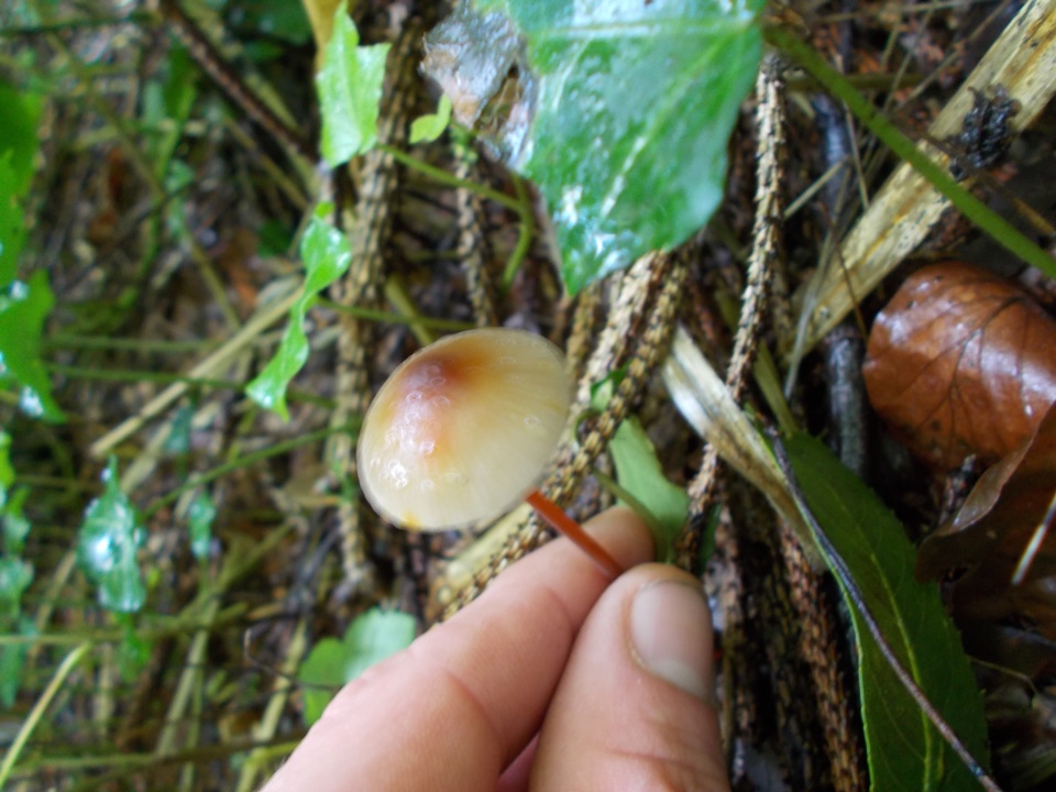Mycena crocata image