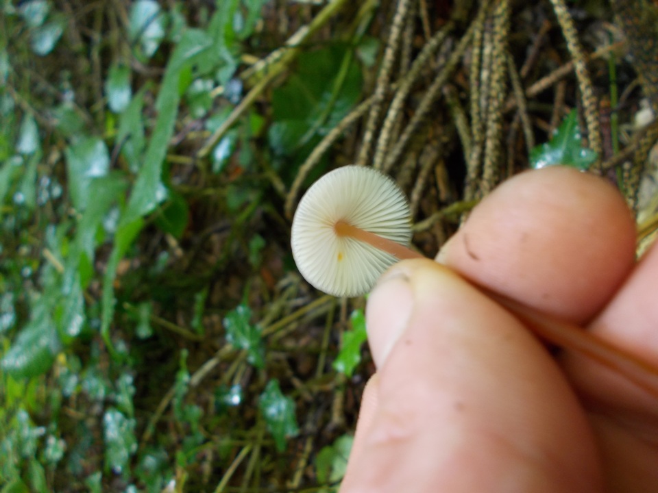 Mycena crocata image