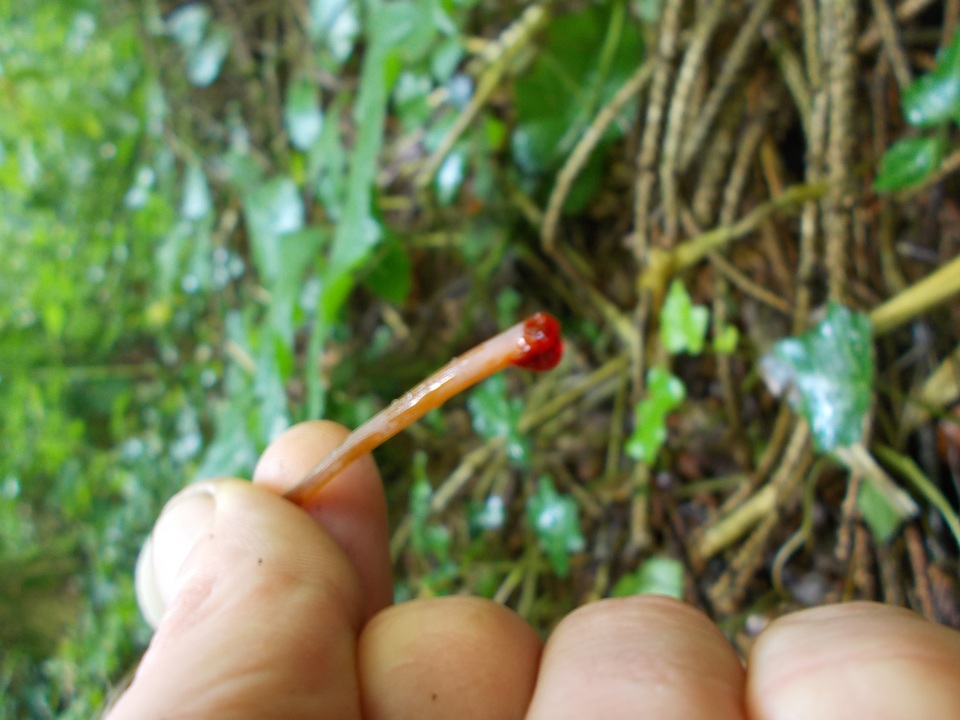 Mycena crocata image
