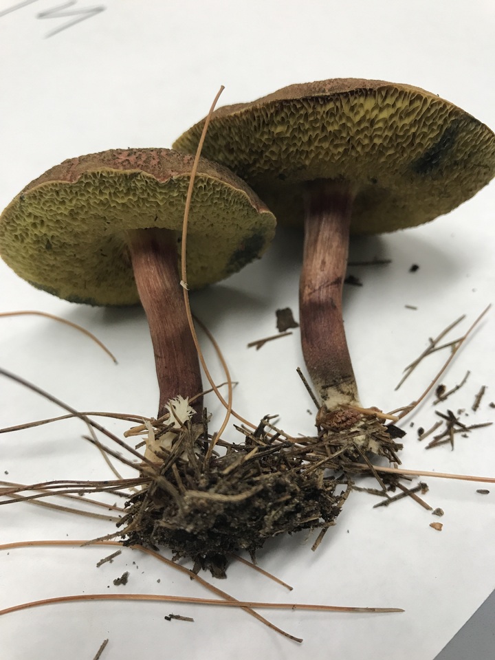 Xerocomus truncatus image