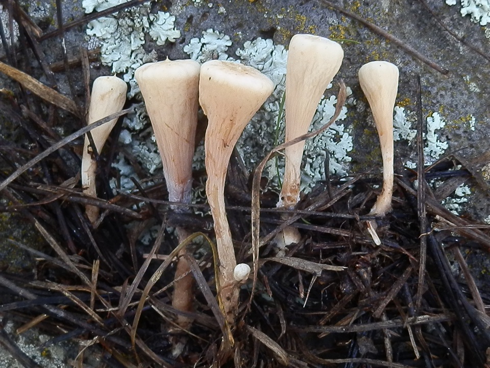 Clavariadelphus mucronatus image