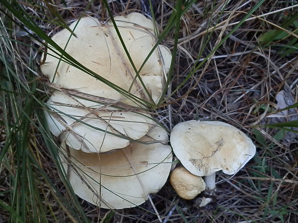 Leucopaxillus paradoxus image