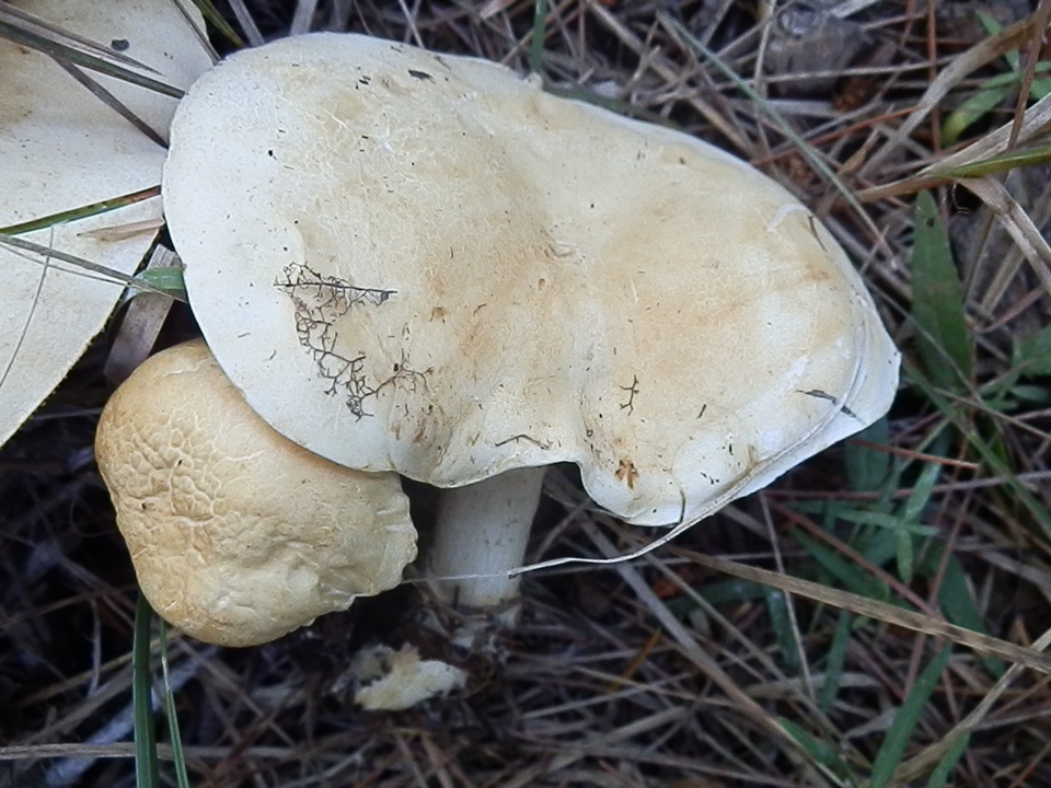 Leucopaxillus paradoxus image
