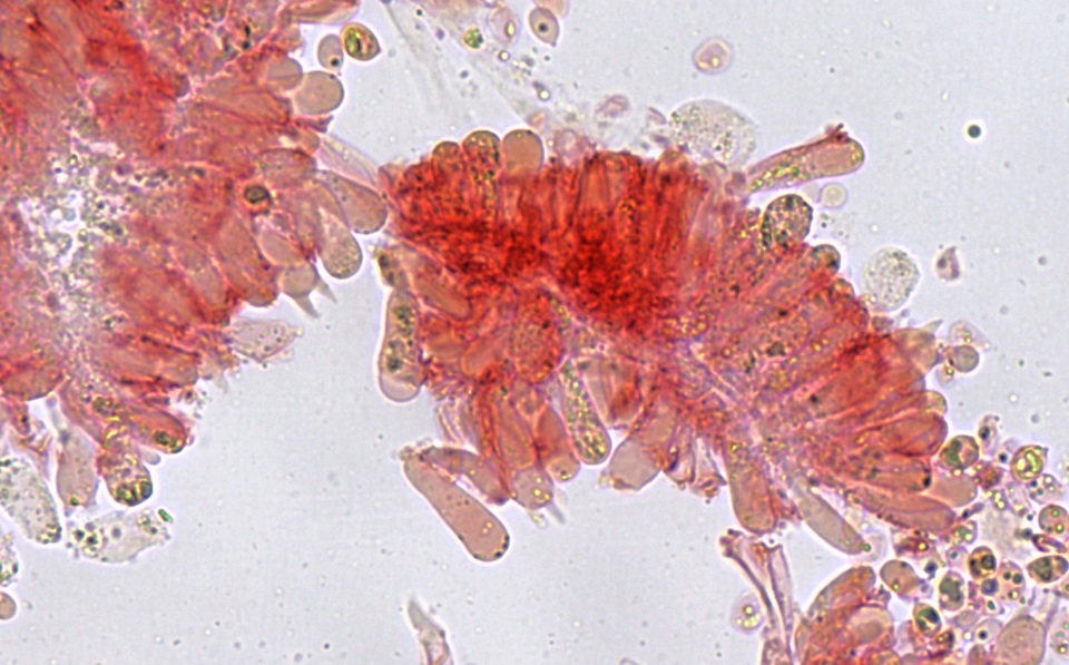 Mycena subcana image
