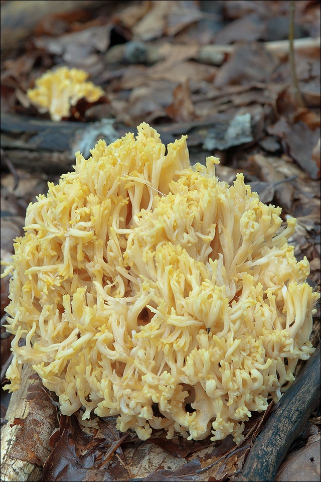 Ramaria flava var. flava image