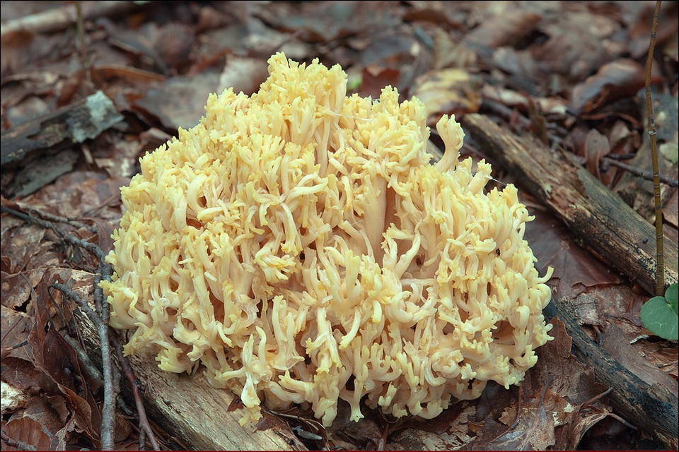 Ramaria flava var. flava image