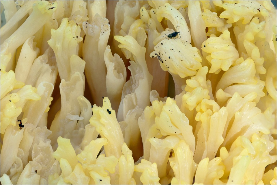 Ramaria flava var. flava image