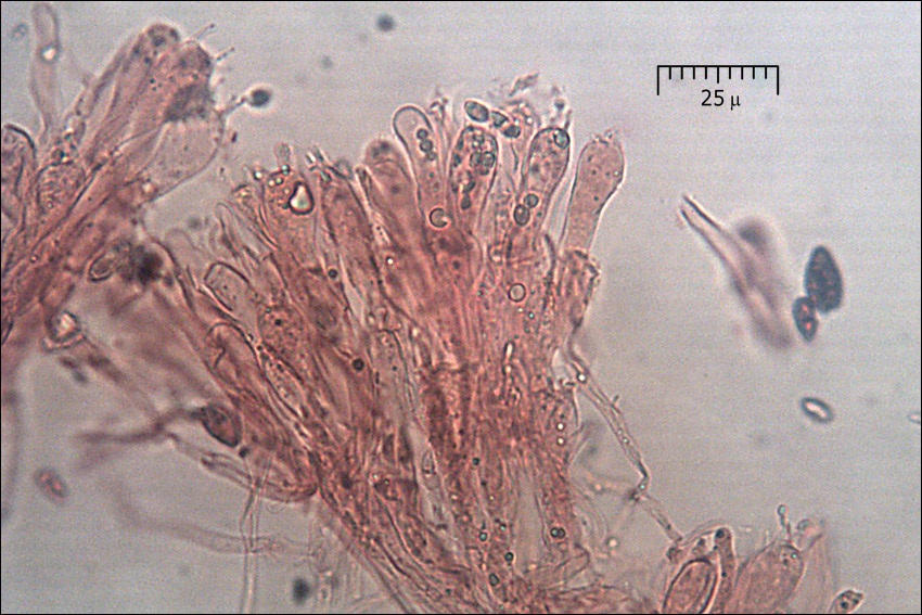 Ramaria flava var. flava image