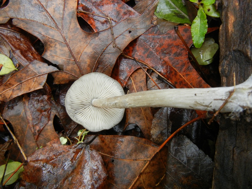 Entoloma hebes image