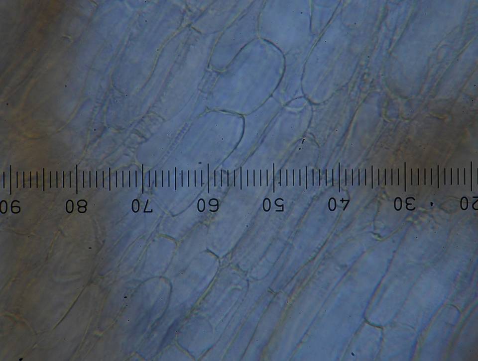 Astrosporina manukanea image