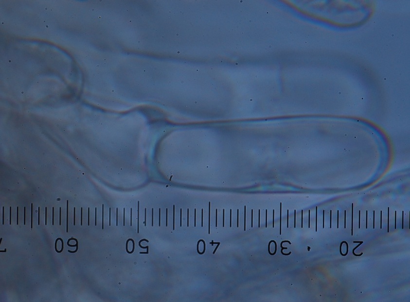 Inocybe renispora image