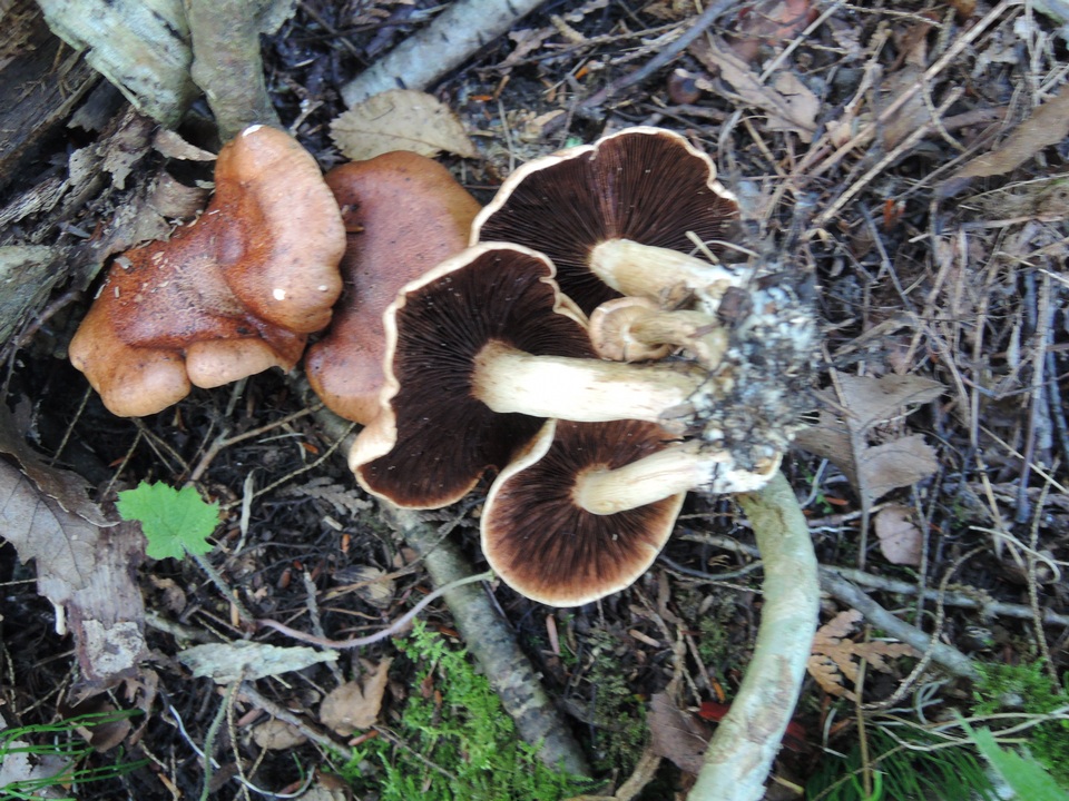 Tricholoma ustale image