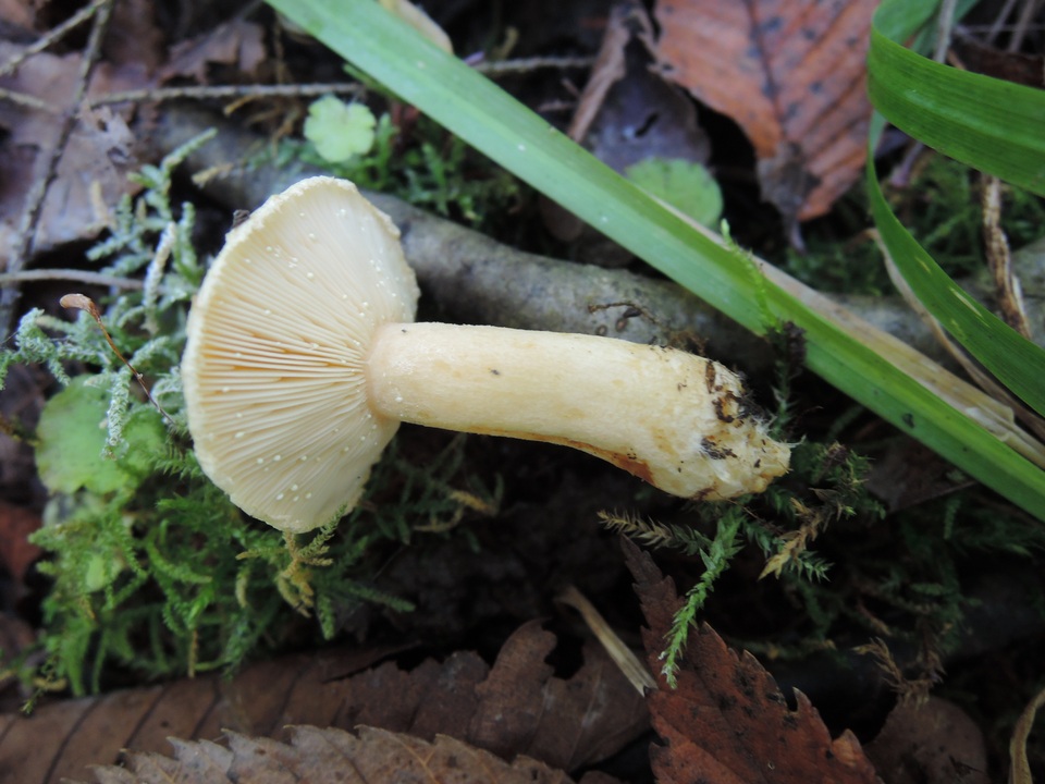 Lactarius scrobiculatus var. pubescens image