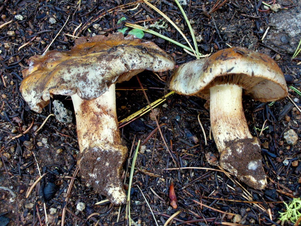 Cortinarius subfoetens image