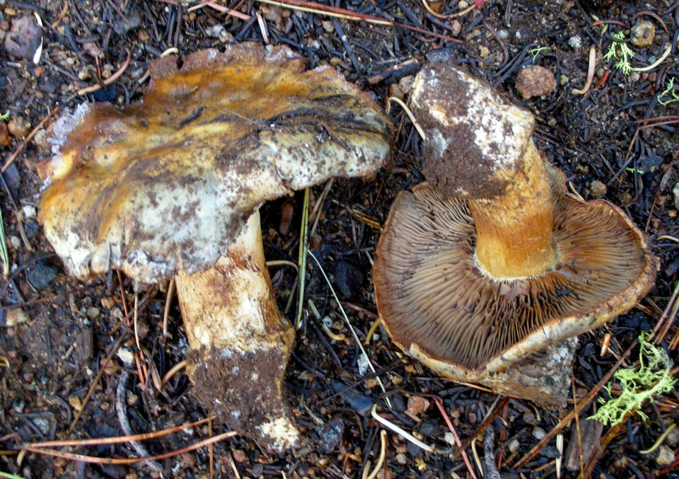Cortinarius subfoetens image