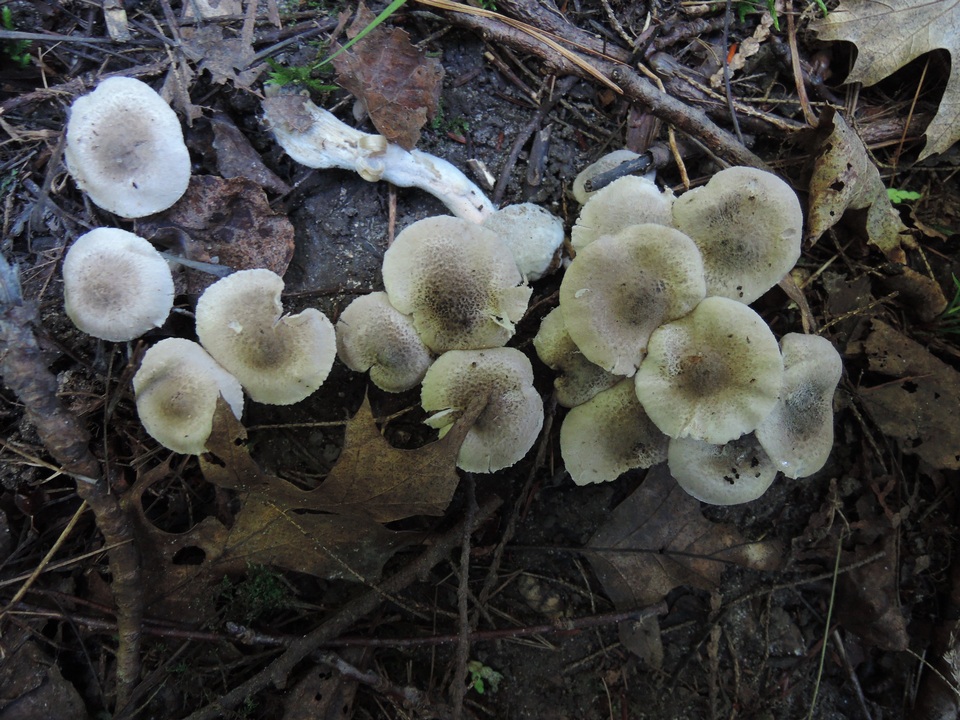 Tricholoma scalpturatum image