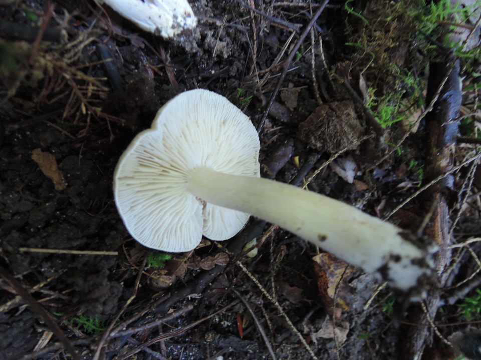 Tricholoma scalpturatum image