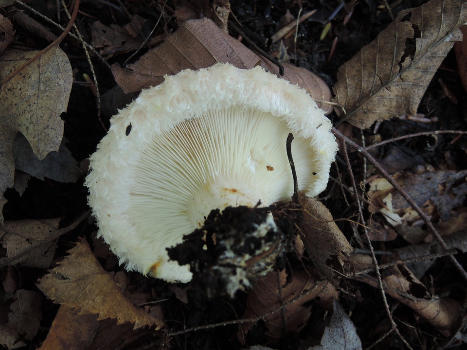 Lactarius scrobiculatus var. pubescens image