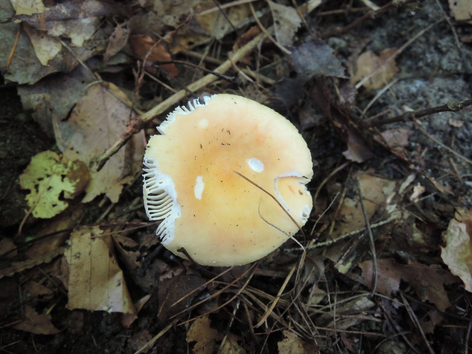 Russula acetolens image