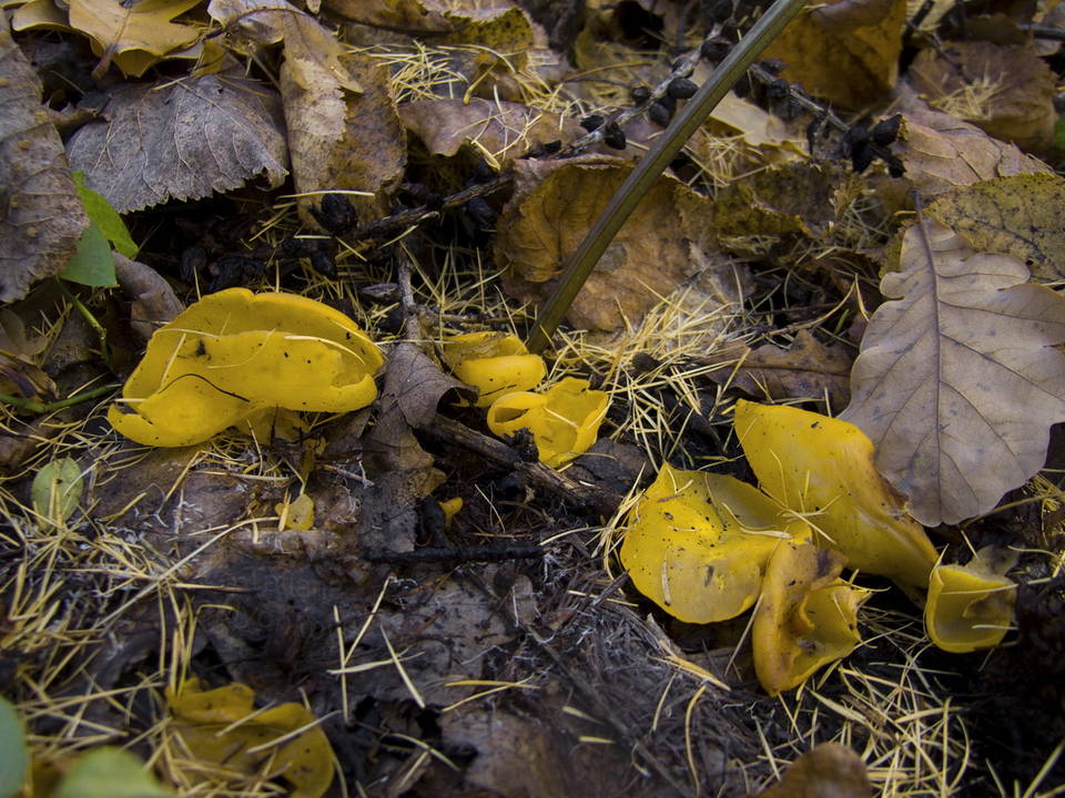 Sowerbyella imperialis image