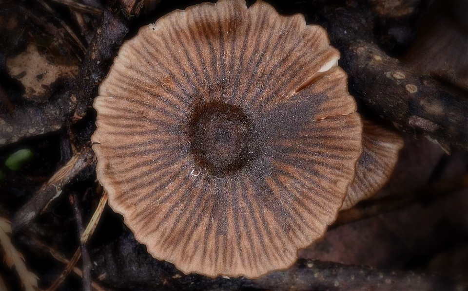 Entoloma mammosum image