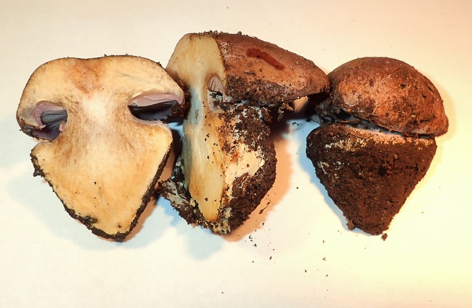 Cortinarius calyptratus image