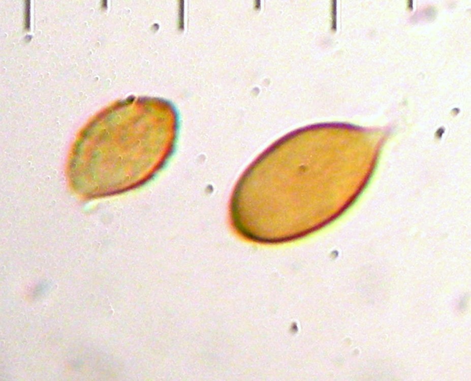 Cortinarius calyptratus image