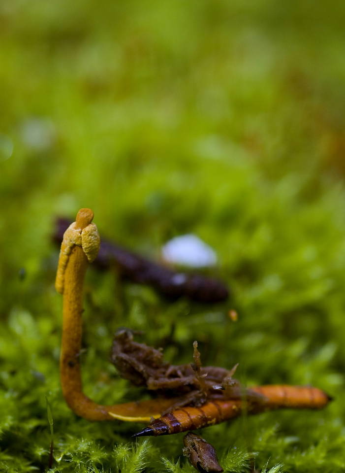 Ophiocordyceps corallomyces image