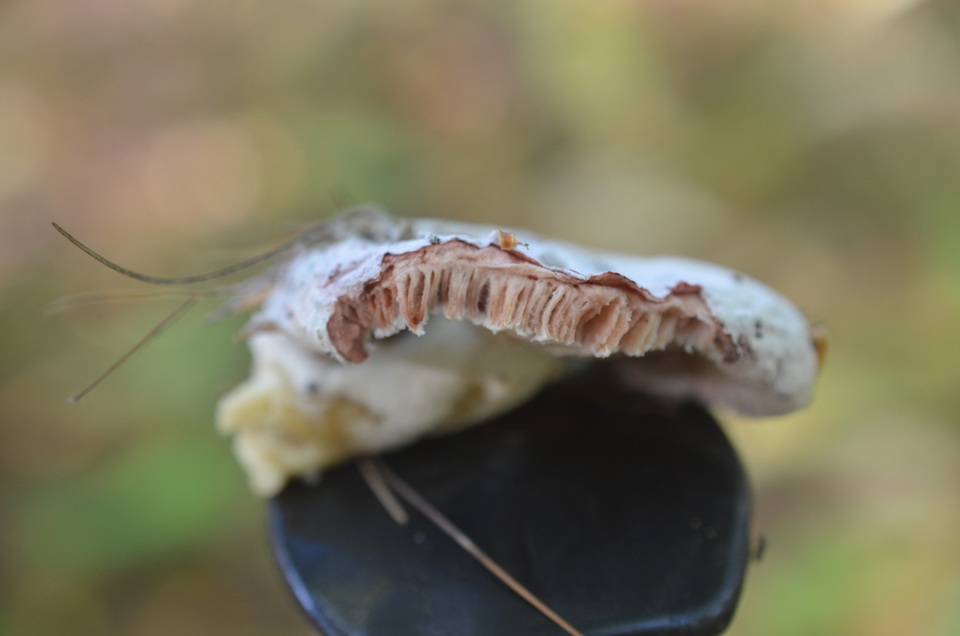 Hypomyces banningiae image