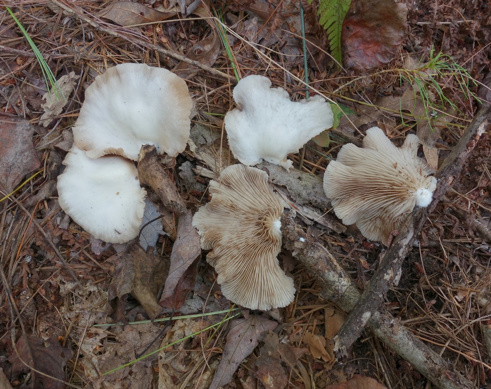 Crepidotus cystidiosus image