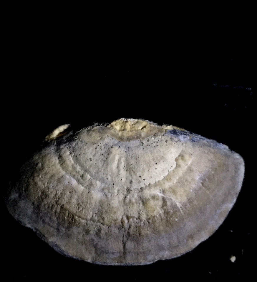 Trametes orientalis image