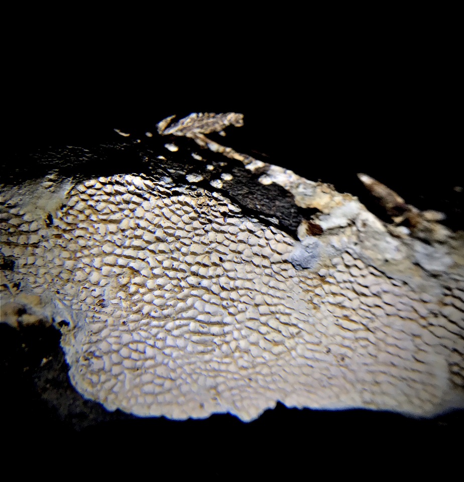 Megasporoporia setulosa image