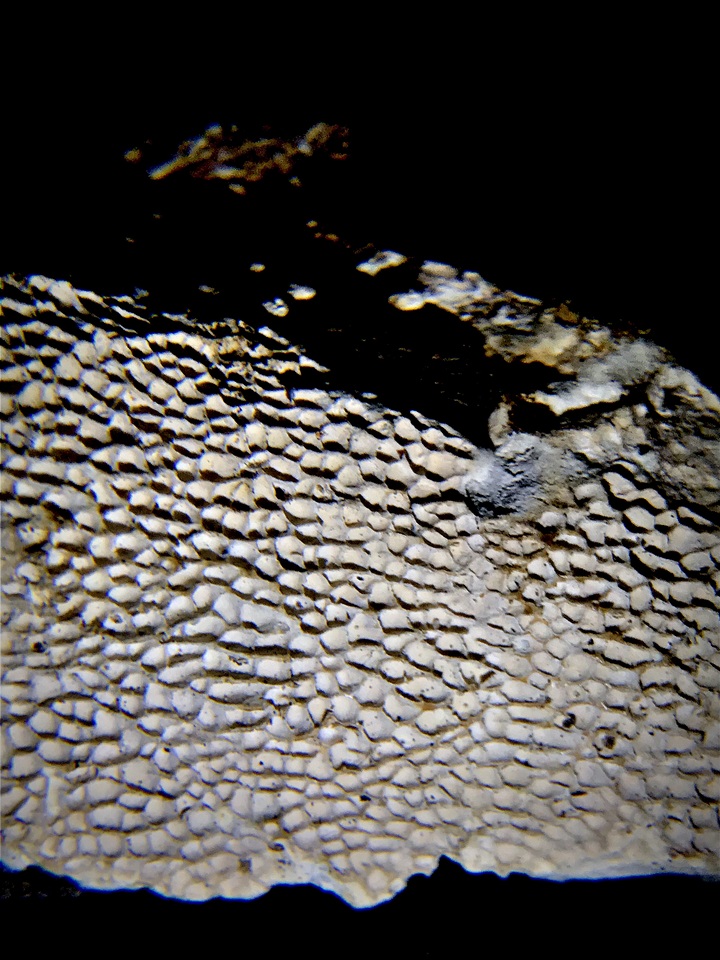 Megasporoporia setulosa image