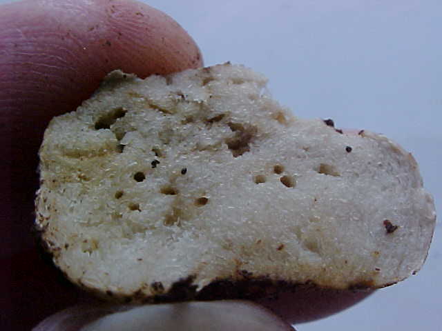 Hymenogaster subalpinus image