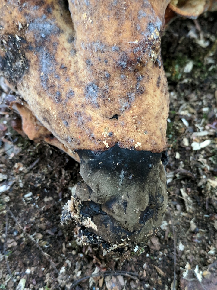 Royoporus badius image