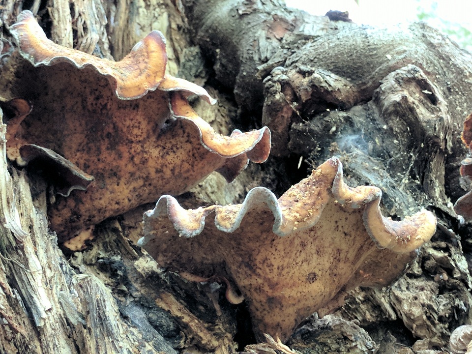 Royoporus badius image