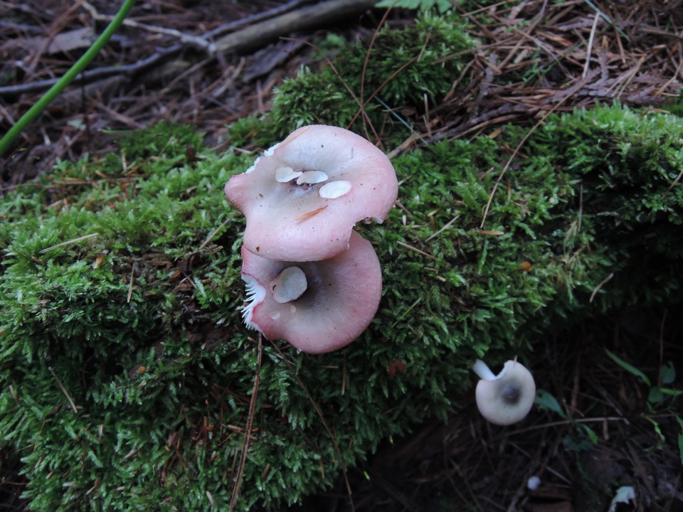 Russula gracilis image