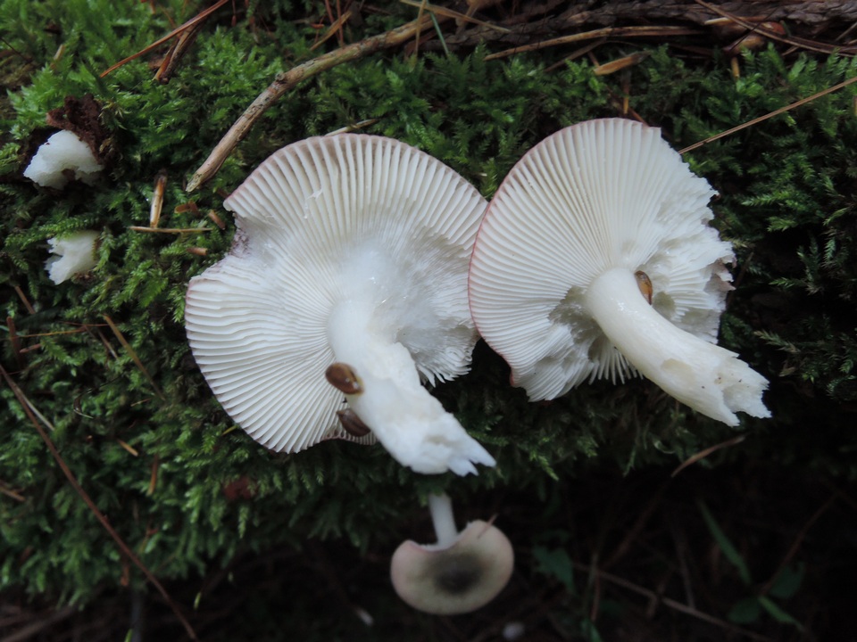 Russula gracilis image
