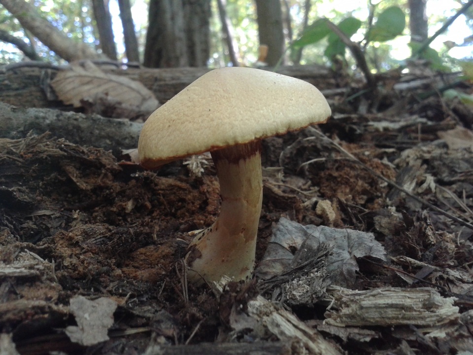 Gymnopilus luteus image