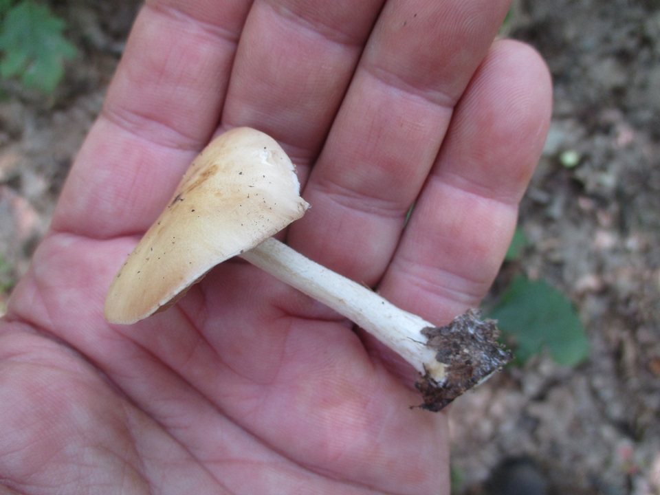 Hebeloma brunneifolium image