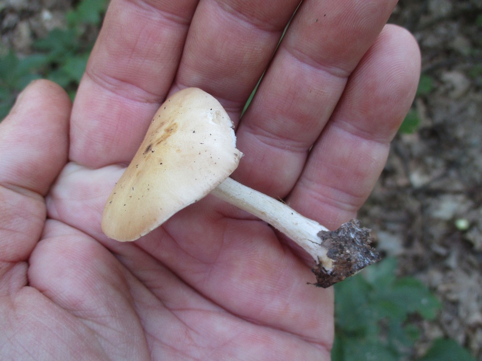 Hebeloma brunneifolium image