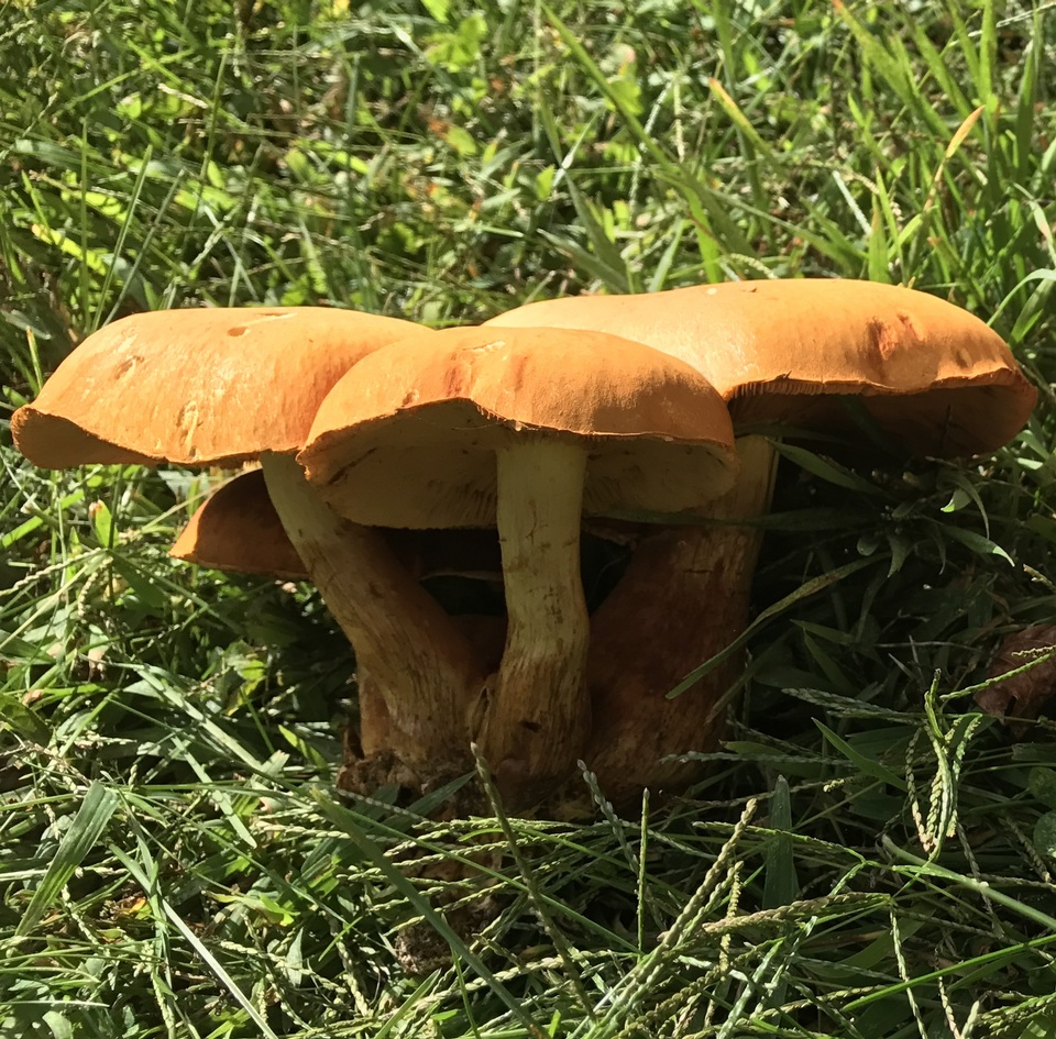 Gymnopilus magnus image
