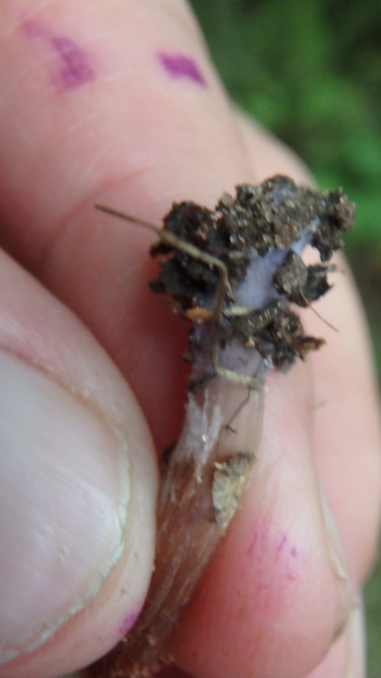 Laccaria maritima image